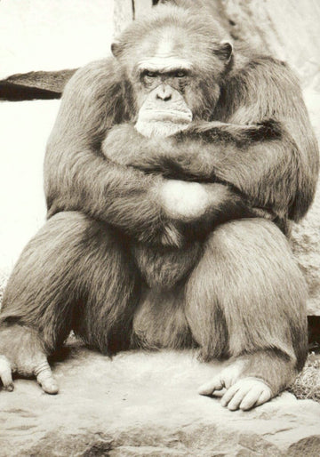 Retro - Fans Vintage Affe Postkarte - Nachdenkliches Schwarz - Weiß Tierfoto mit Humor, Ideales Geschenk für Sammler & Deko, Einzigartiges Unikat für Schreibwaren & Briefwechsel, Perfekt für Vintage - Liebhaber