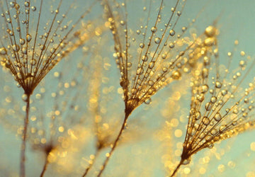 Schöne Blumen Postkarte Magic Beauty