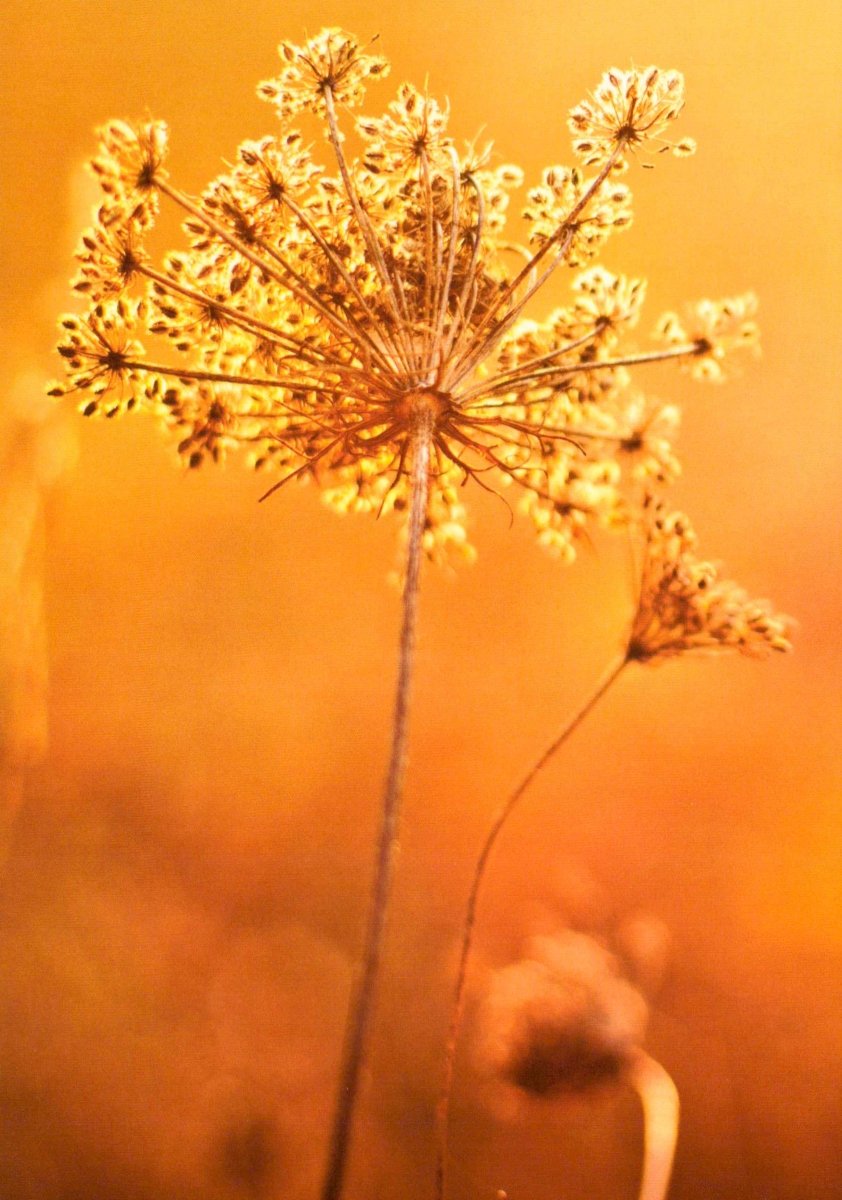 Schöne Blumen Postkarte Queen Anne's Lace