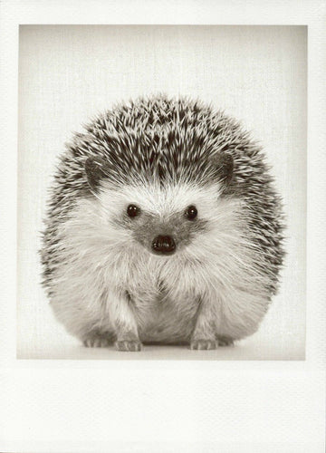 Schwarzweiss - Postkarte Igel