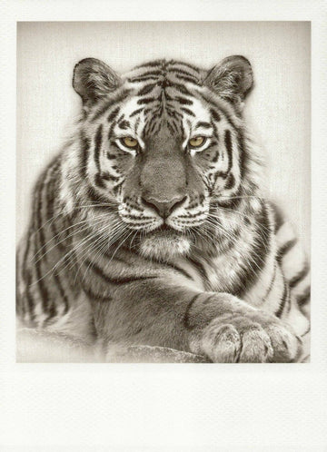 Schwarzweiss - Postkarte Tiger