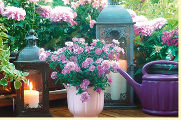 Sommerliche Doppelkarte mit Chrysanthemen & Laternen - Rustikale Gießkanne und Blumen Natur Fotogrußkarte - Blanko für alle Anlässe, Ländliche Garten Idylle Dekoration, Sommergruß