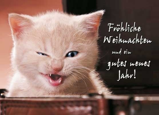 Weihnachtspostkarte weiße Katze lustig Fröhliche Weihnachten