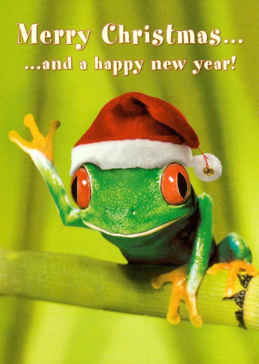 Weihnachtspostkarte witzig Frosch mit Weihnachtsmütze