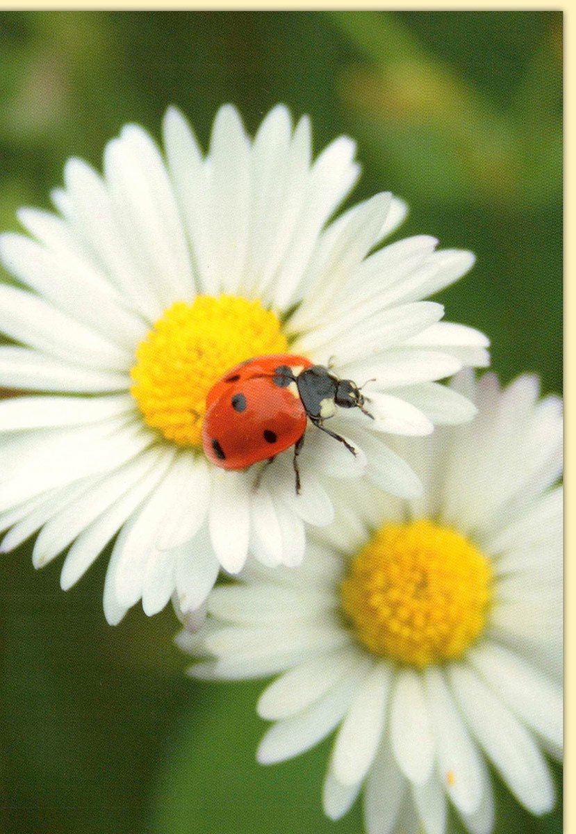 Blankokarte Blumen Natur Gänseblümchen mit Marienkäfer auf Vorderseite ideal für verschiedene Anlässe wie Geburtstag oder Dankeschön mit Umschlag