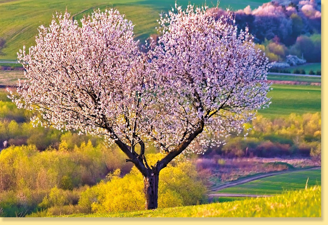 Frühlingsgruß Doppelkarte - Blühender Baum & Blumenmotiv, Natur Landschaft Blankokarte, Idyllische Grußkarte ohne Text für Frieden & Entspannung