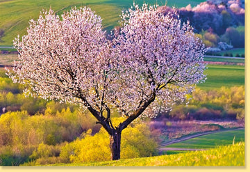 Frühlingsgruß Doppelkarte - Blühender Baum & Blumenmotiv, Natur Landschaft Blankokarte, Idyllische Grußkarte ohne Text für Frieden & Entspannung