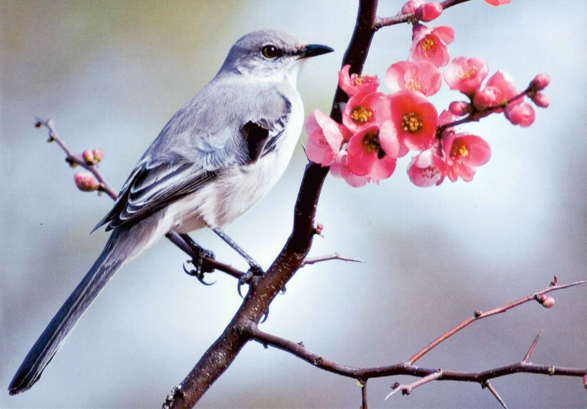 Frühlingsgruß Postkarte - Mockingbird auf Blütenzweig, Natur Tiermotiv Fotografie, Blanko mit Pinken Blumen, SchreibwarenPapeterie