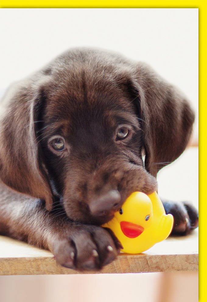 Geburtstags - & Alltags - Doppelkarte mit Labrador Welpe - Blanko Grußkarte für Hundeliebhaber, Tierfreunde Fotografie, Liebe & Freundschaft, Dankeskarte in Gelb & Braun, Niedlich & Süß