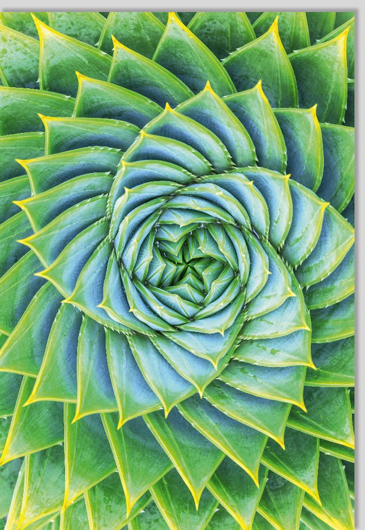Geburtstags - & Allzweck - Doppelkarte: Öko - Freundliche Blanko Grußkarte mit Aloe Vera Motiv, Natürliches Grün, Botanische Fotografie, Nachhaltige Blumenkarte für Einladungen & Dankesgrüße