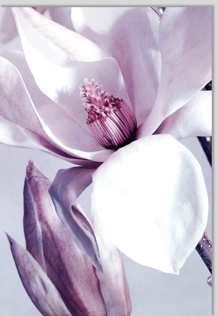 Geburtstags - & Anlass - Doppelkarte: Blankokarte mit Blumenmotiv, Natur - Fotokunst Magnolie in Weiß & Lila, Vielseitige Grußkarte für Geburtstag, Hochzeit, Trauer & Dank - Neutral & Elegant für Erwachsene & Senioren