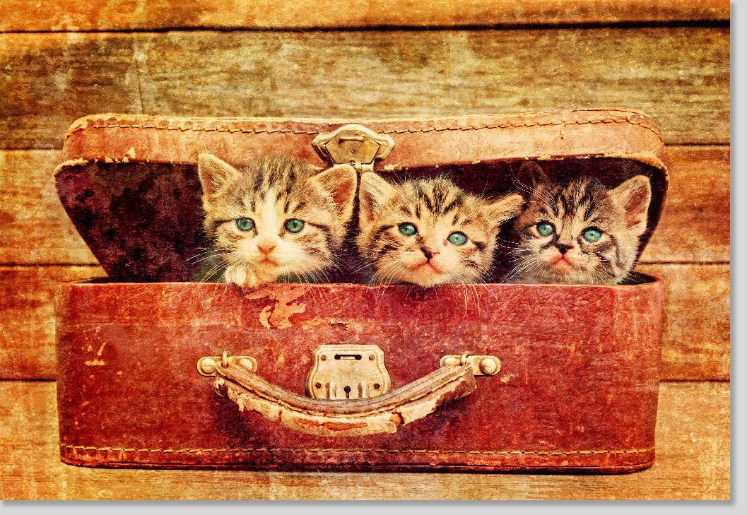 Geburtstags - Doppelkarte mit Katzen & Koffer Motiv | Vintage Reise - Thema | Blanko Grußkarte für Tierliebhaber | Nostalgische Fotografie Deko & Geschenk