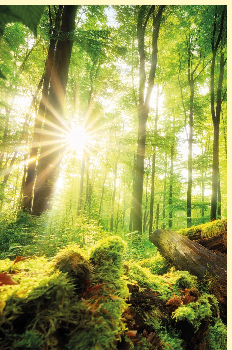 Geburtstags - Doppelkarte: Waldidylle mit Sonnenstrahlen - Naturfotokunst mit Bäumen, Moos & Lichtspiel, Grüntöne Blanko Grußkarte für Ruhe & Erholung, Ideal für Wanderer & Outdoor Naturliebhaber