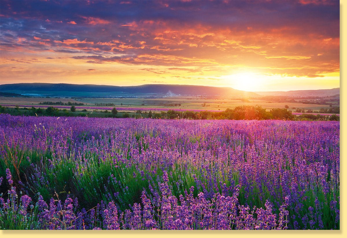 Geburtstagskarte Doppelkarte Lavendelfeld Provence - Naturfotografie Grußkarte mit Blumenmotiv, Blanko für jeden Anlass, Lila Himmel bei Sonnenuntergang, Geschenkkarte für Ruhe und Entspannung, Ideal für Naturliebhaber & Reiselustige