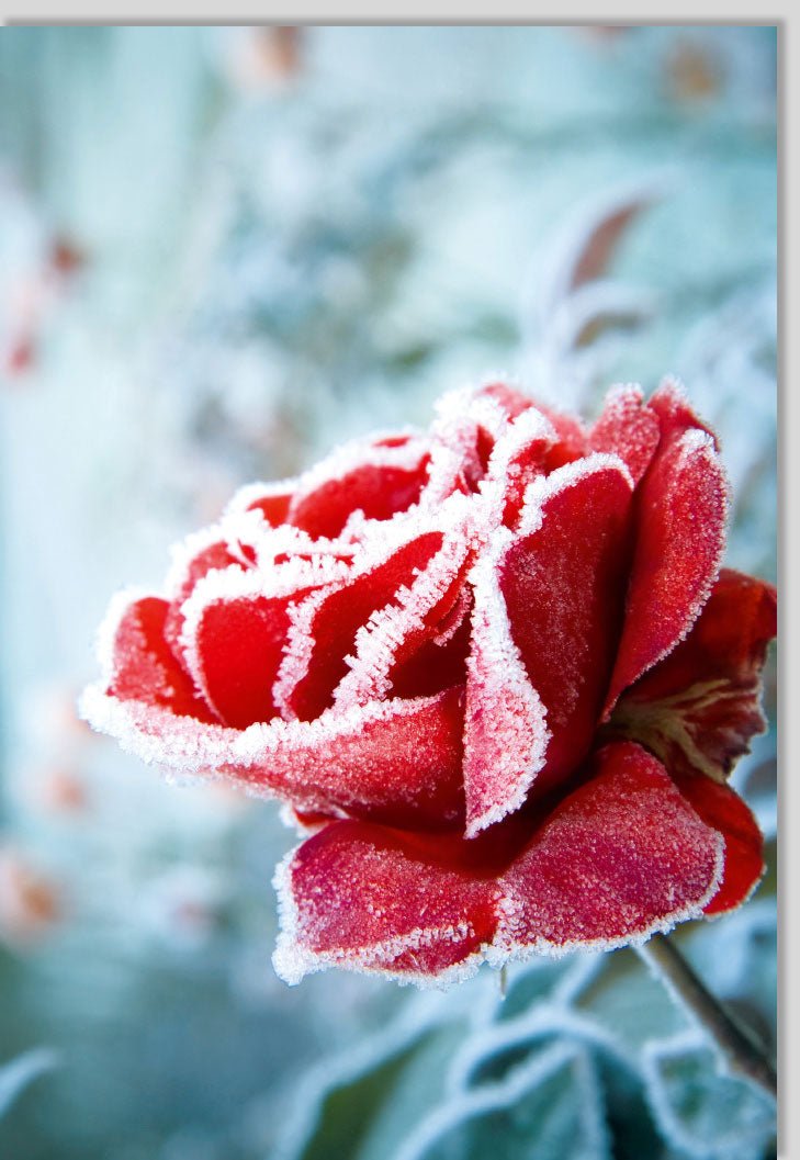 Geburtstagskarte Doppelkarte mit Makrofotografie - Blankokarte mit Rosenmotiv, Tau & Frost, Natürliche Schönheit für besondere Anlässe, Romantische Liebe & Glückwünsche, Ideal als Geschenk, Rot, für Frauen & Männer