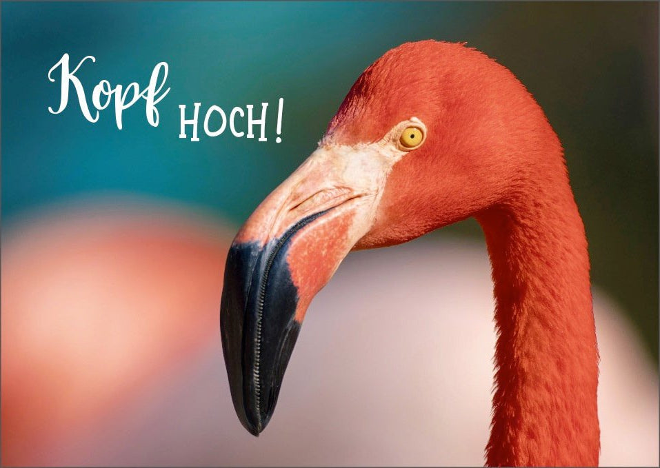 Geburtstagskarte Flamingo Motiv - "Kopf hoch" Lebensweisheit, Rosa Tiermotiv Natur Fotografie, Farbenfrohe Ermutigungs - 