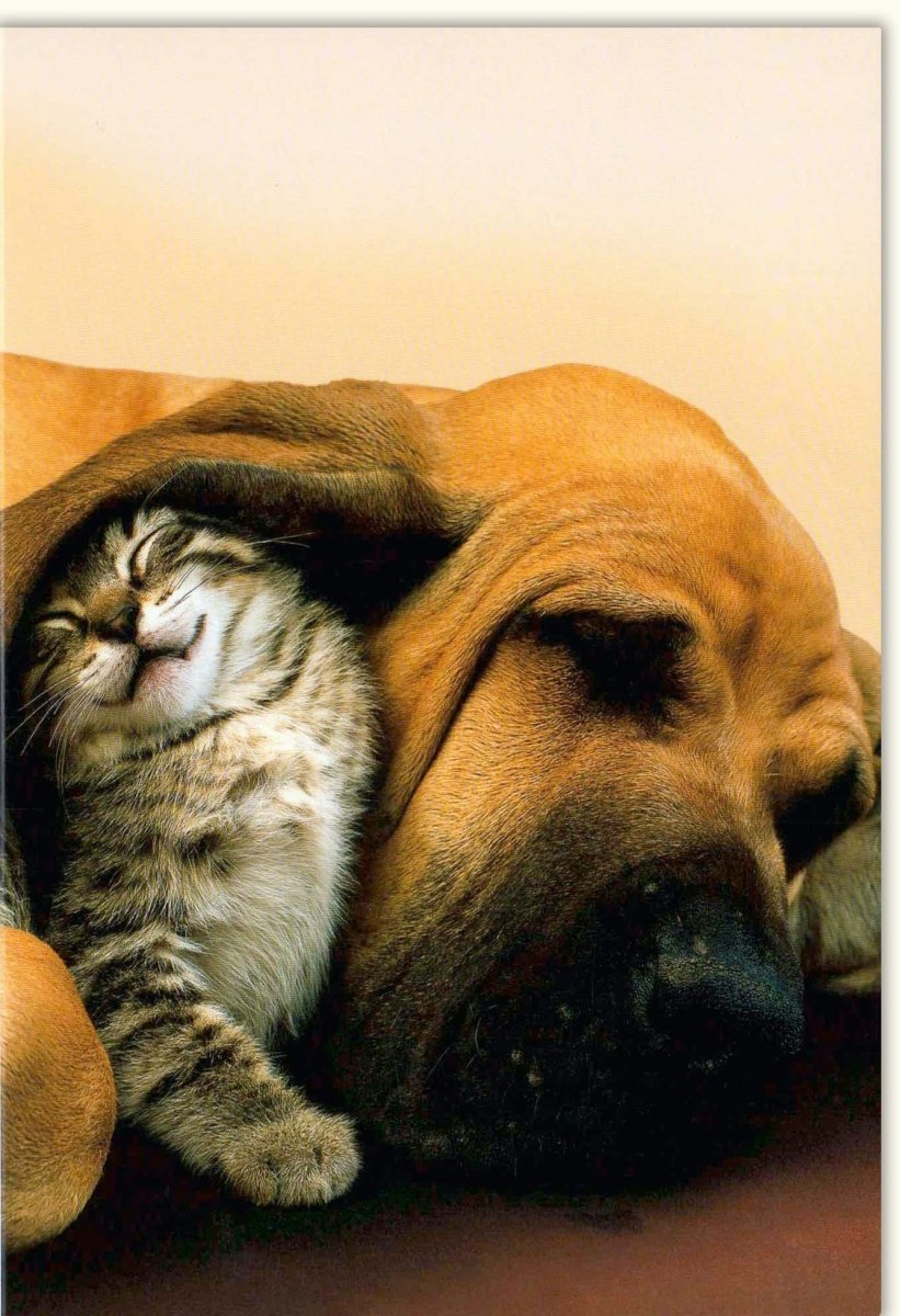 Geburtstagskarte & Glückwunschkarte Doppelkarte - Tierfreundschaft Motiv mit Katze und Hund, Harmonisches Zusammenleben, Blankokarte für Tierliebhaber, Kuschelnde Haustiere Design, Vielseitige Grußkarte für Alle Anlässe