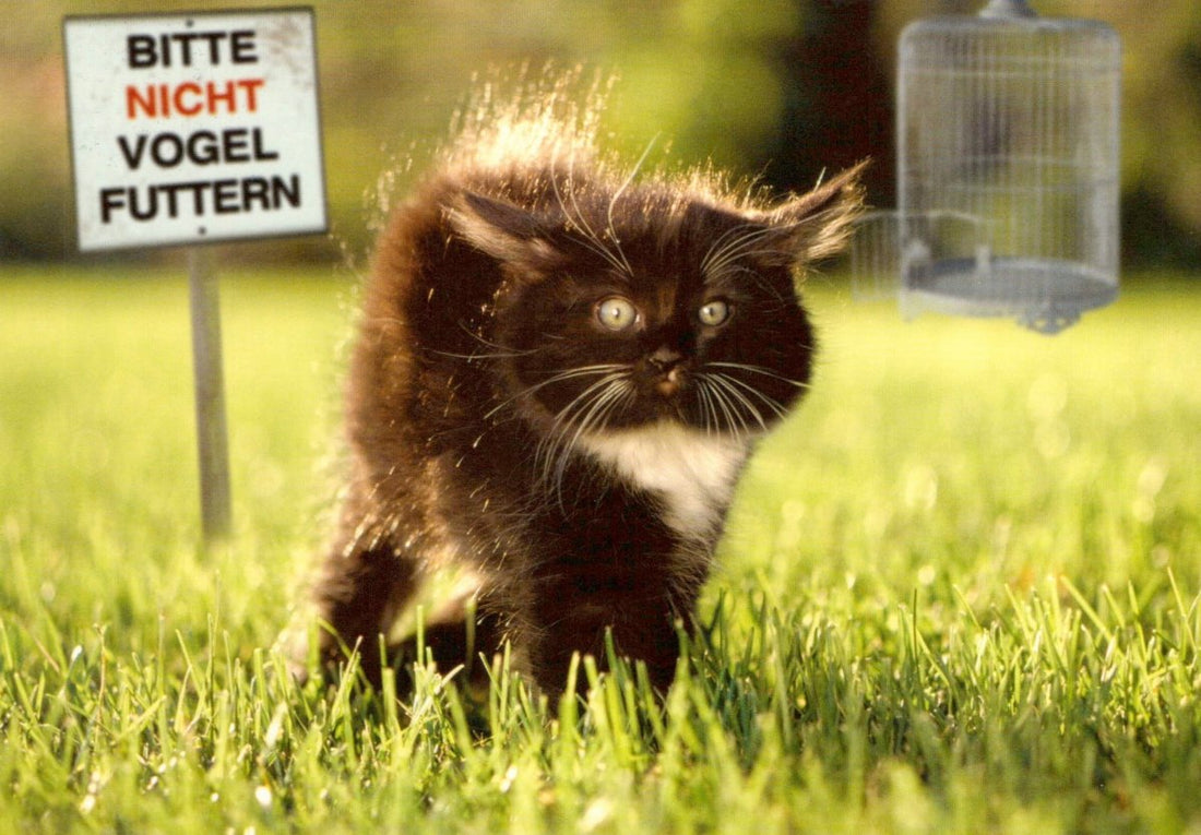 Geburtstagskarte Humor: Lustige Katze am Vogelfutter - Schild Postkarte - Witziger Spruch, Ideal für Tierfreunde & Garten - Deko, Spaßiges Geschenk für Katzenvideo - Fans & Vogelliebhaber, Satirisch Komisch