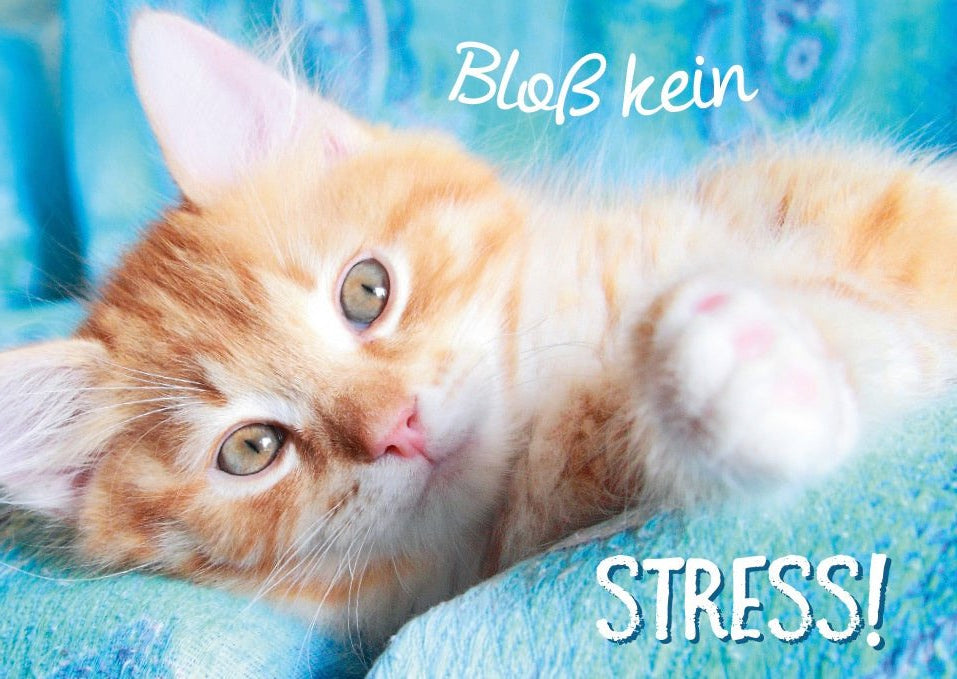 Geburtstagskarte Katze: Entspannung & Lebensweisheit - Niedliche Stressfrei Relax - Kätzchen Postkarte mit Spruch zur Gelassenheit
