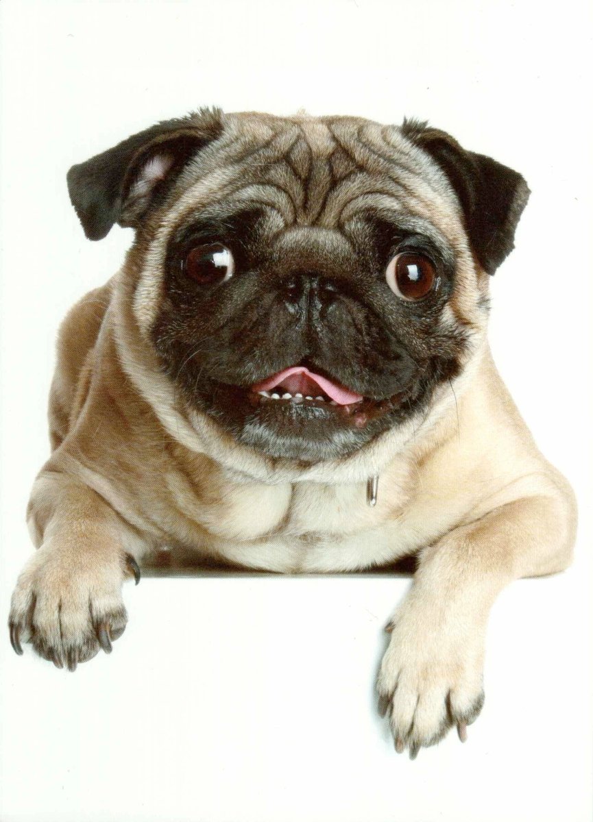 Geburtstagskarte Mops Hund - Niedliche Tierpostkarte, Blanko , Fotopostkarte für Haustierfans, Geschenk & Sammelobjekt