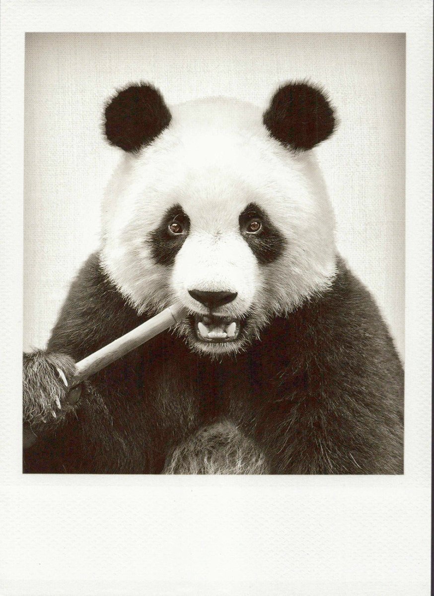Geburtstagskarte Panda - Motiv: Niedliche Schwarzweiß Tierpostkarte, Retro Bambus - Design, Blanko für Sammler & Geschenk