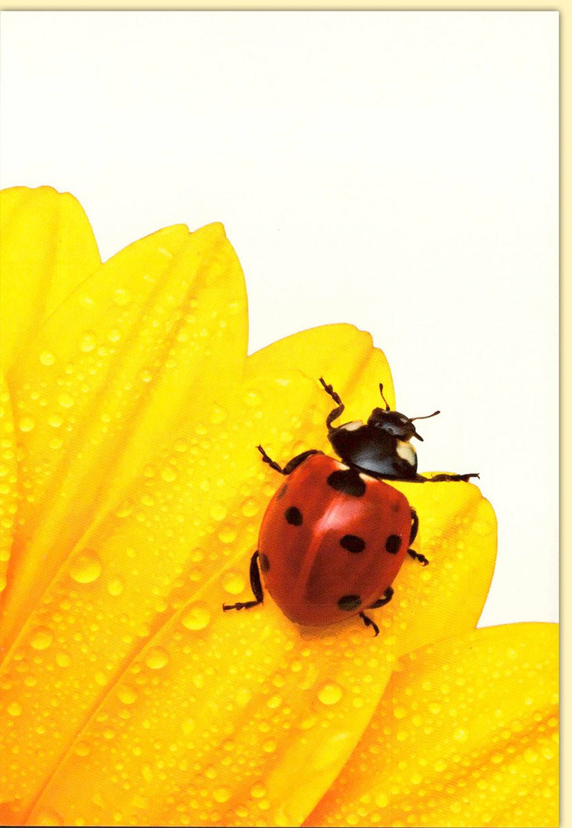 Geburtstagskarten Glückwunschkarten Geburtstag Doppelkarte mit Marienkäfer auf gelber Blume Detailaufnahme Wassertropfen Naturmotiv Hochwertige Qualität für besondere Anlässe mit Umschlag