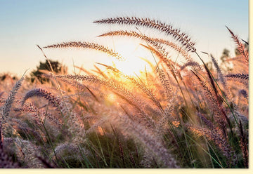 Kondolenzkarte Beileidskarte Trauerkarte mit Sonnenuntergang und Gräsern ideal für Anteilnahme und Mitgefühl stilvolle Gestaltung hochwertige Qualität mit Umschlag