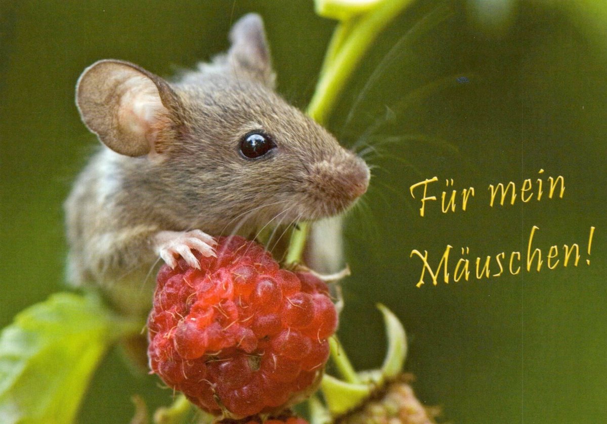 Liebesgruß Postkarte "Herzliche Maus & Himbeere" - Romantische Zärtlichkeit für Partner, Süßes Valentinstag - & Jubiläumsgeschenk