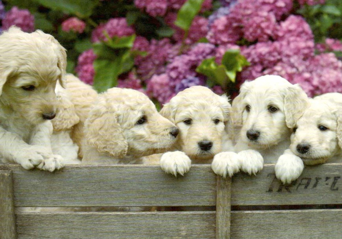 Postkarte blanko 6 Welpen: Puppies
