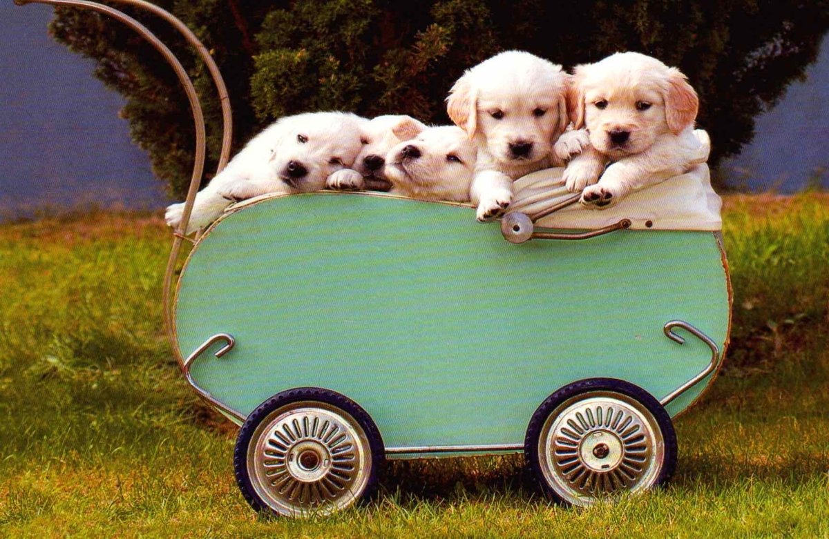 Postkarte blanko Hundewelpen Bollerwagen: Friends Forever