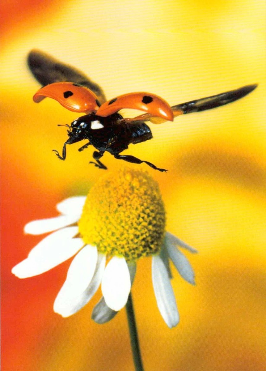 Postkarte blanko Ladybird - Marienkäfer