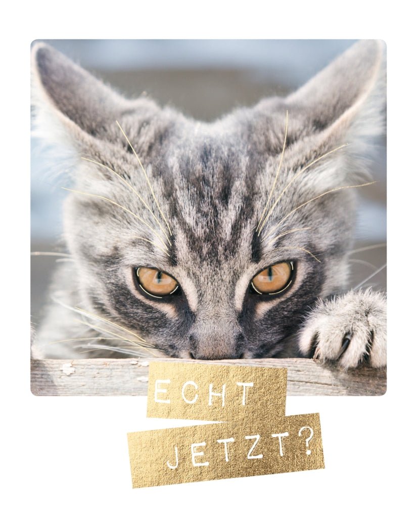 Postkarte lustig Katze Echt jetzt?