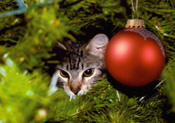 Postkarte Tiere Katze Weihnachtsbaum: frohe weihnachten