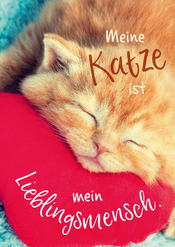 Postkarte TiereMeine Katze ist mein Lieblingsmensch