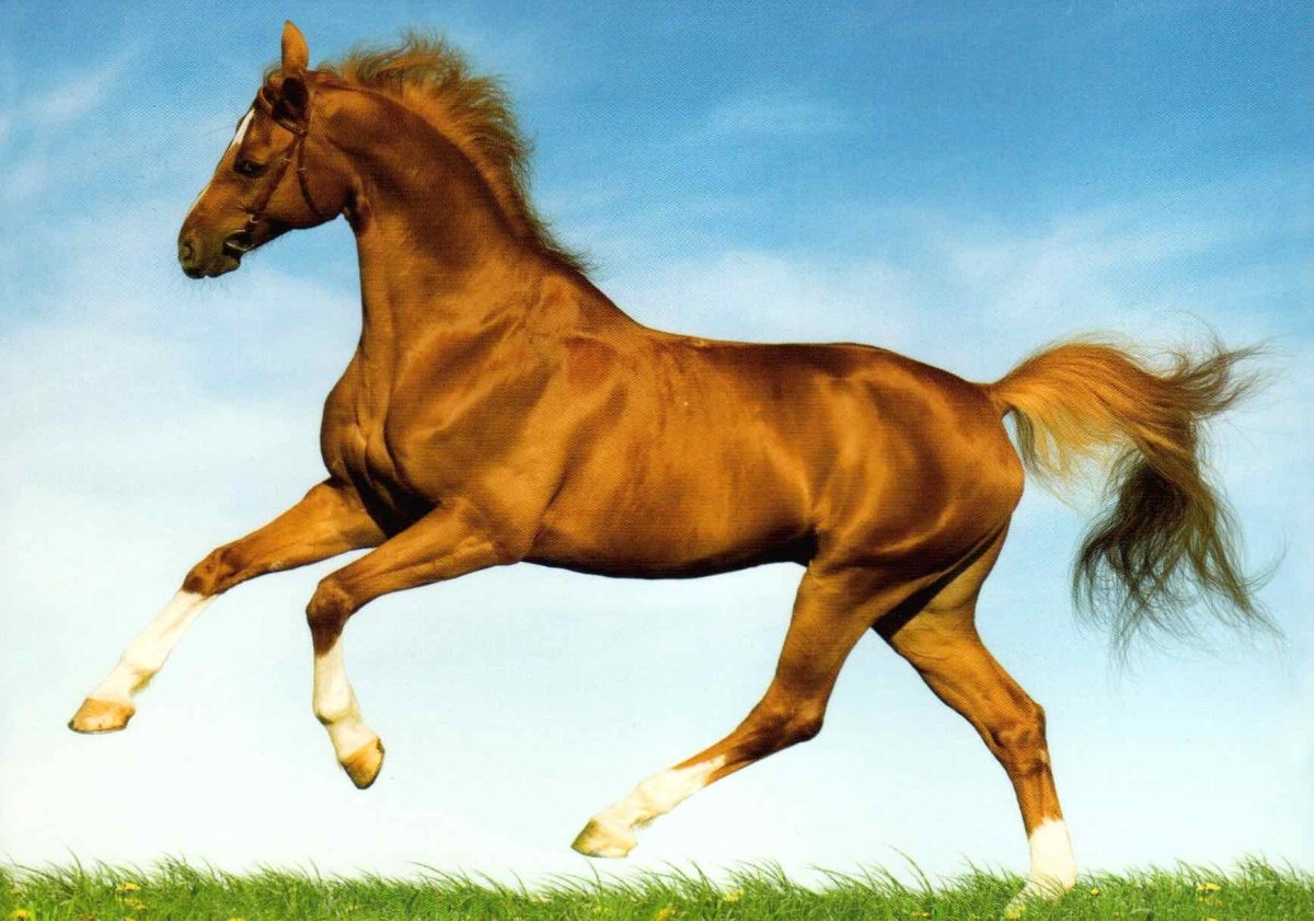 PPostkarte Tier Pferd Wiese
