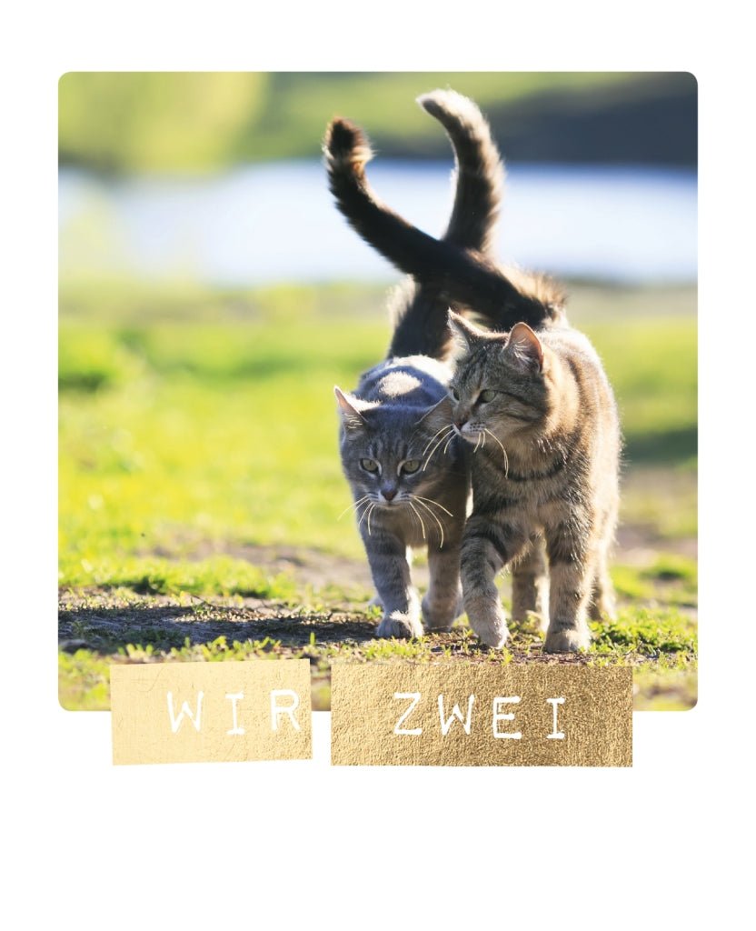 Romantische Katzen - Liebespostkarte – Paar Taille - an - Taille im Sonnenlicht, Zuneigung & Freundschaft, Natur - Spaziergang