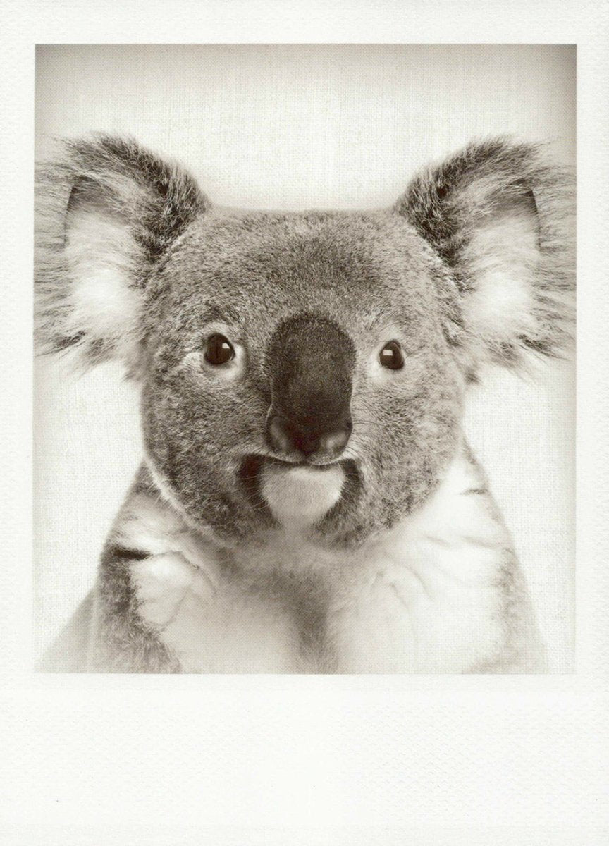 Schwarzweiss - Postkarte Koala