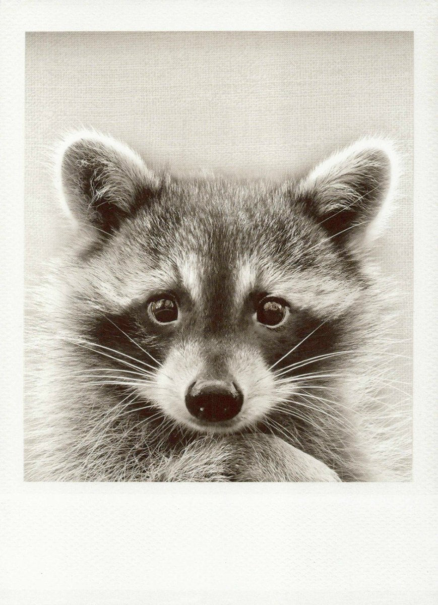 Tierpostkarte Waschbär Nahaufnahme - Schwarzweiß Wildlife Grusskarte, Vintage Retro Stil, Blanko Sammlerstück für Natur - und Fotografie - Liebhaber