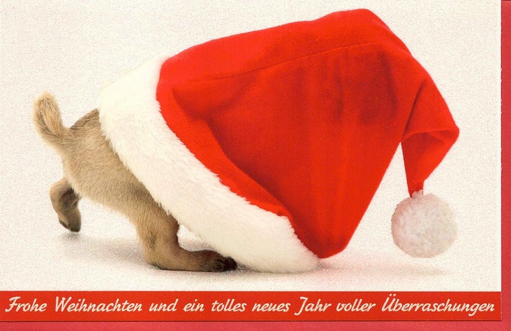 Weihnachtskarte Hund Mütze rot Frohe Weihnachten