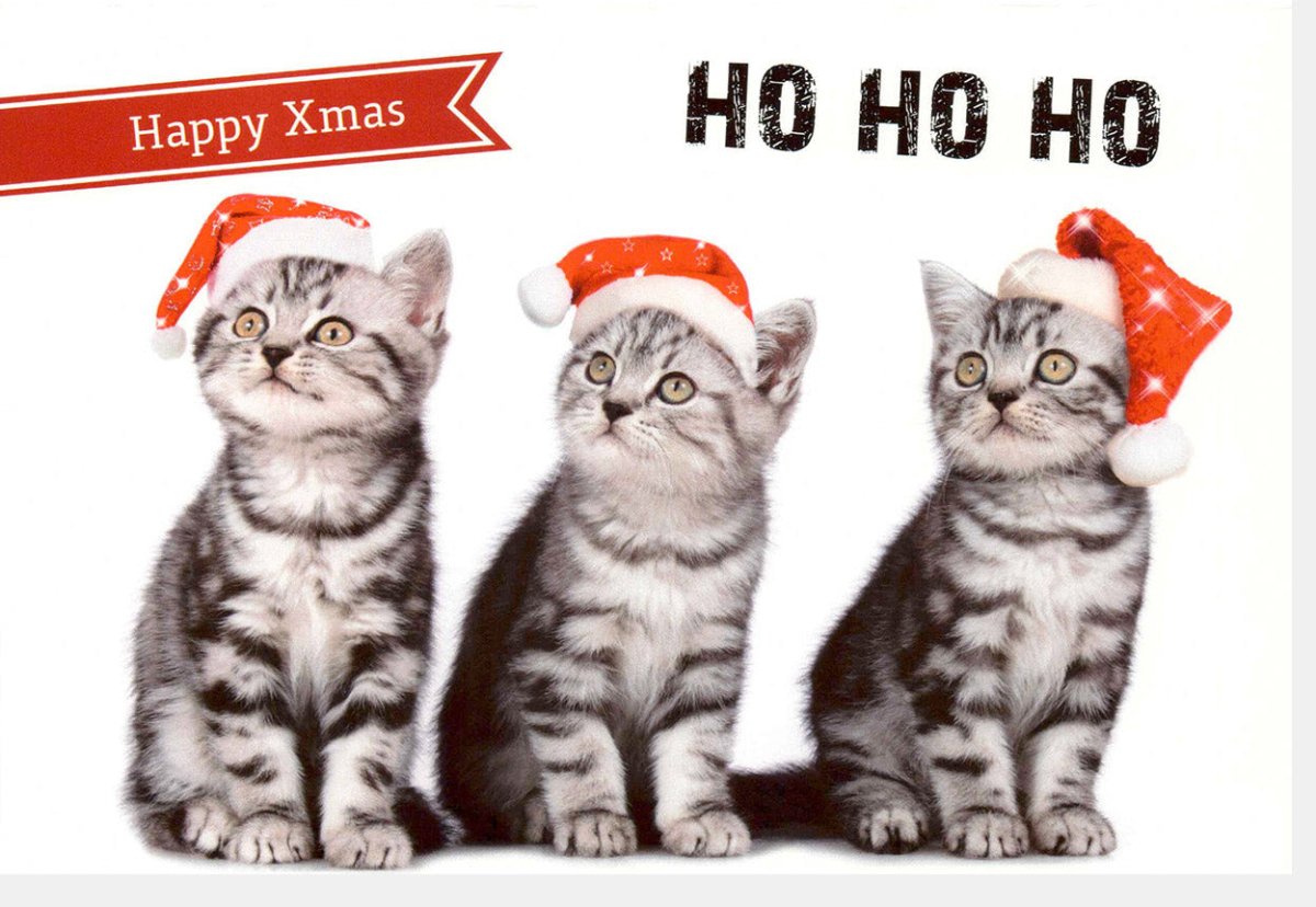 Weihnachtskarte Lustig Katzen mit Santa Mütze - Ho Ho Ho Frohe Weihnachten Humorvolle Grusskarte, Festlicher Weihnachtsgruß mit Witzigen Kätzchen, Christmas Fun Doppelkarte